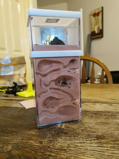 Ant Nest Farm Ant Box for Kids Study of Ant Behavior Educational Formicarium AU 3