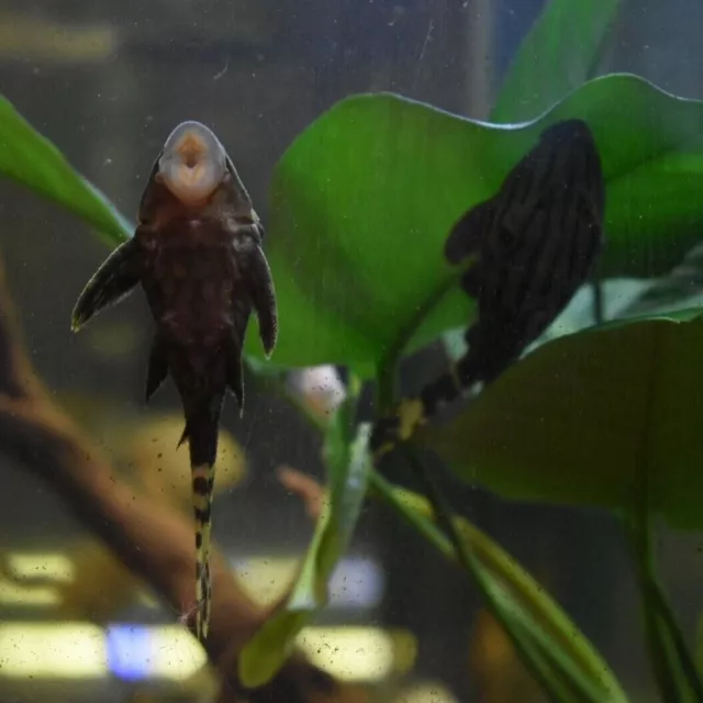 Live Royal Panaque Pleco L191 (1.5-2" Freshwater Aquarium Fish) PLS READ DESCR 6