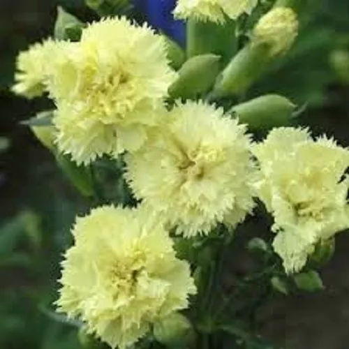 30+ Yellow Grenadin Carnation Flower Seeds / Dianthus / Carysphyllus / Perennial