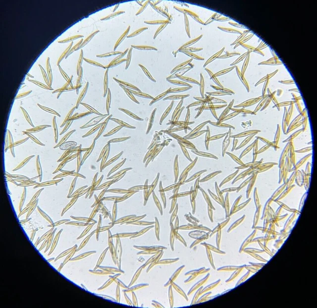 19th c J.D. Moller Microscope Diatom Test Slide Pleurosigma Hippocampus Sm.
