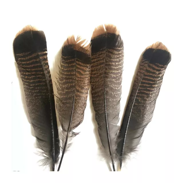 Turkey Feather Round Wing - 12 Pcs. (All Lefts) Kelly Green Feathers -  Regalia