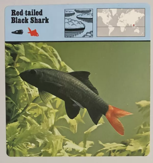 RED TAILED BLACK SHARK, 1977 EDITIONS RECONTRE 4 3/4" x 4 3/4" CARD