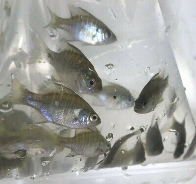 10+ Live Bluegill Fish (SMALL) GUARANTEE ALIVE (FREE 2-Day Shipping)