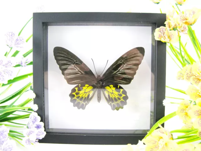 Birdwing f. - beau papillon réel, conservé dans la vitrine 3D - qualité musée