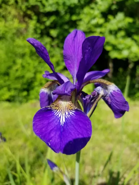 Blue/Violet Siberian Iris Live Rhizomes Plants a 3-5 Root Clump