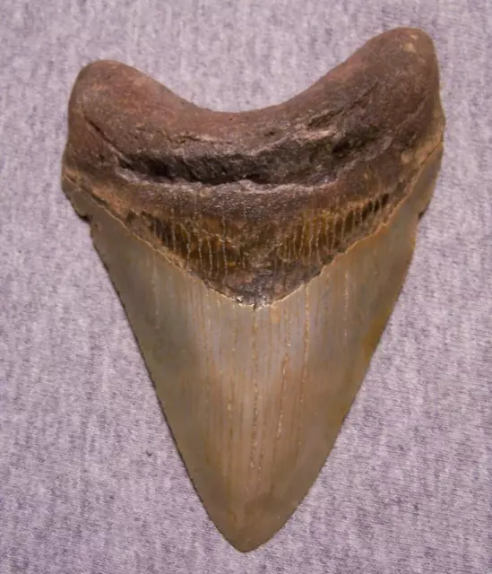 MEGALODON Shark Tooth 4 7/8" sharks teeth HUGE jaw fossil SERRATED megladon REAL