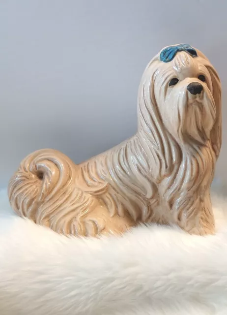Maltese/Shih Tzu