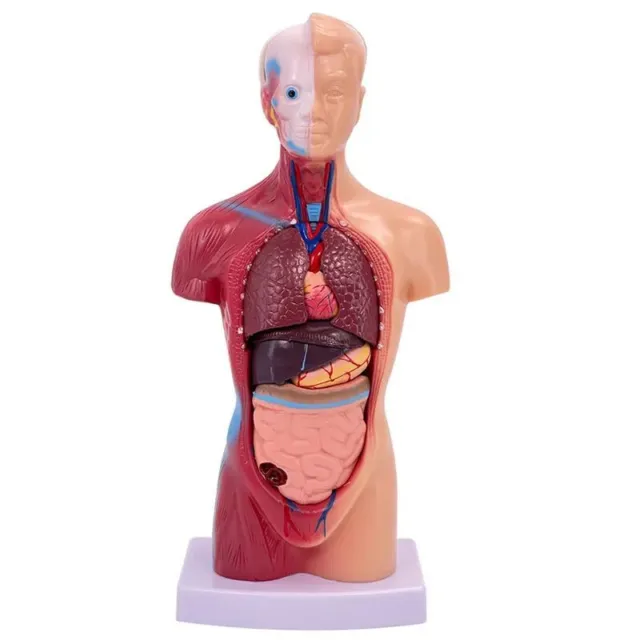 Human Torso Model Internal Organs Anatomy Structure Human Medical School Supply