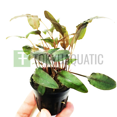 Cryptocoryne Wendtii Brown Potted Crypt Freshwater Live Aquarium Plant Tropica
