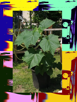 BLAUGLOCKENBAUM PAULOWNIA CO2 Klimabaum Kaiserbaum Kiribaum Samen ca