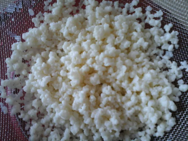 Grains de kéfir  de lait bio 12 grammes peu acide qualité remarquable