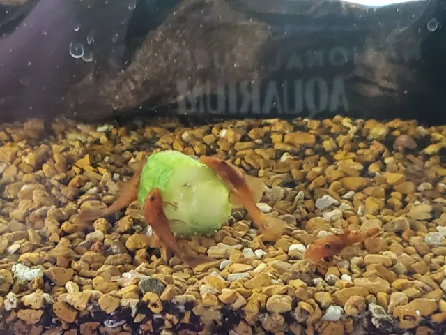 SUPER RED Bristlenose Pleco Plecostomus 1.5 in to 2 in Freshwater Algae Eater 