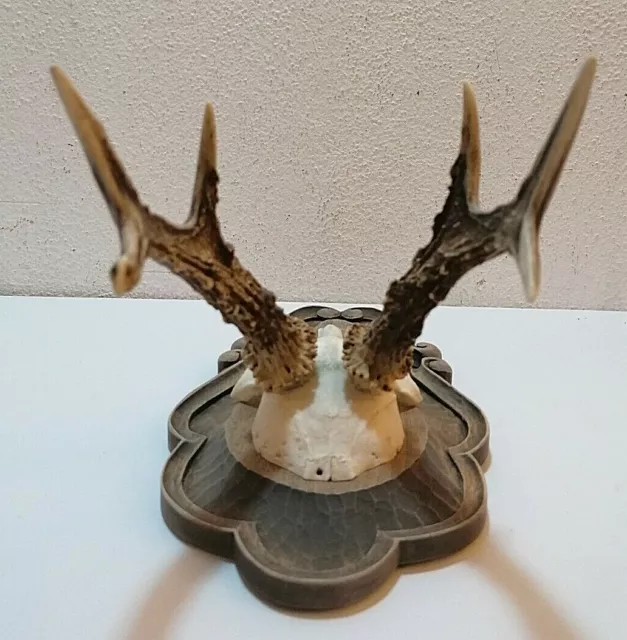 Rehbock Hirsch Geweih Krickl Horn Jagd Trophäe Reh (Ö8) 3