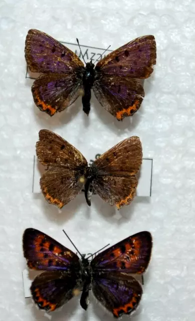 Lycaena helle,pair+1 male,rare