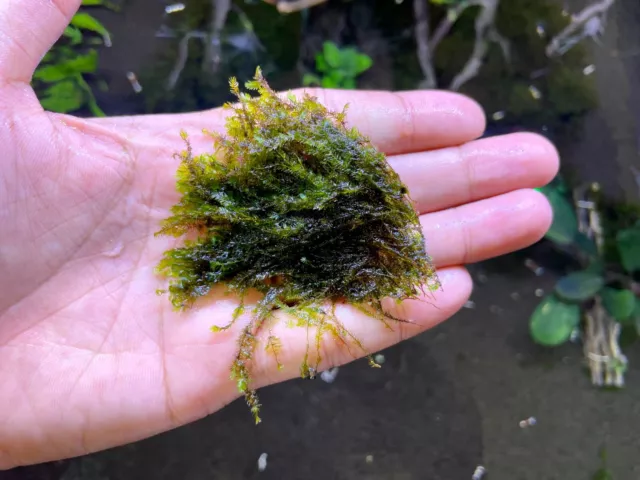 "Mini" Fissidens Moss Rare Live Plants Aquarium Freshwater