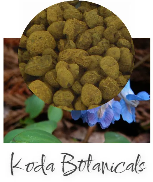 CORYDALIS ROOT Herbal Tea PREMIUM GRADE Corydalis ambigua Dried Root