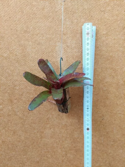 Neoregelia Atlantis, Hybride, aufgebunden