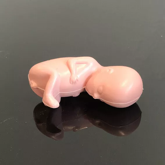 Vintage 11-12 Week Fetus Baby Anatomical Model Actual Size with Card Fetal