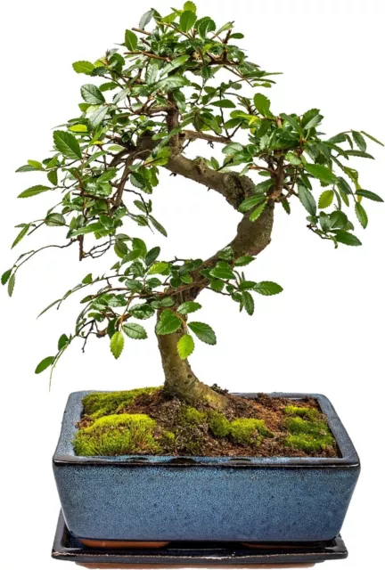 Bonsai Baum mit Keramik Blumentopf - Chinese elm - ca. 10 Jahre ca.30-40 cm hoch