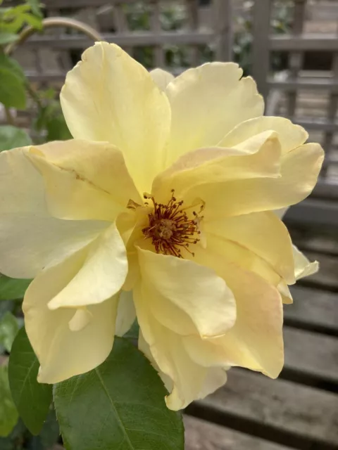 Zwei gelbe Kletterrose ""Goldene Duschen"" (Nackte Wurzelpflanze) versandkostenfrei UK