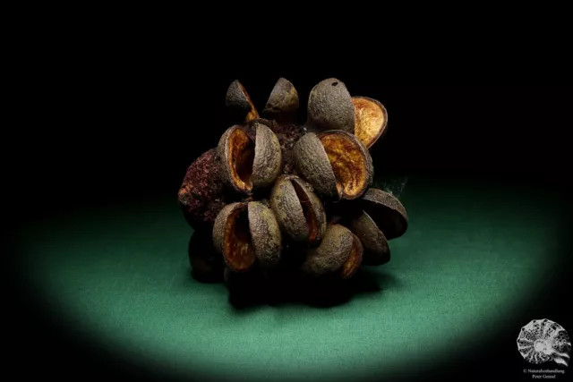 Banksia speciosa Australia árboles de plata recientes frutos secos frutos secos