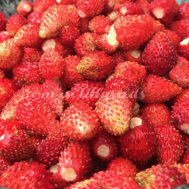 WALD-ERDBEERE RÜGEN 100 Samen winterhart AROMATISCH FRAGARIA alte Sorte ERDBEERE