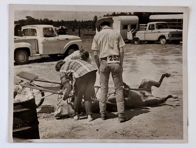 1969 Four H Show Rodeo Pony Horse Fallen on Ground Trotter Cart VTG Press Photo