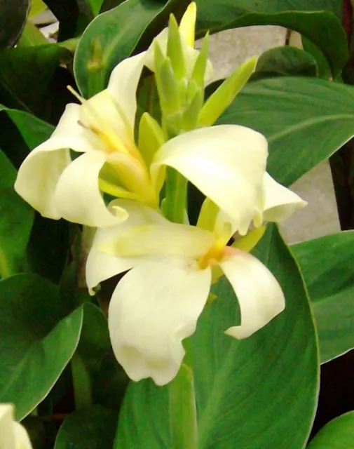 @ (◕‿◕)\@ Canna indica - Blumenrohr " Puck "