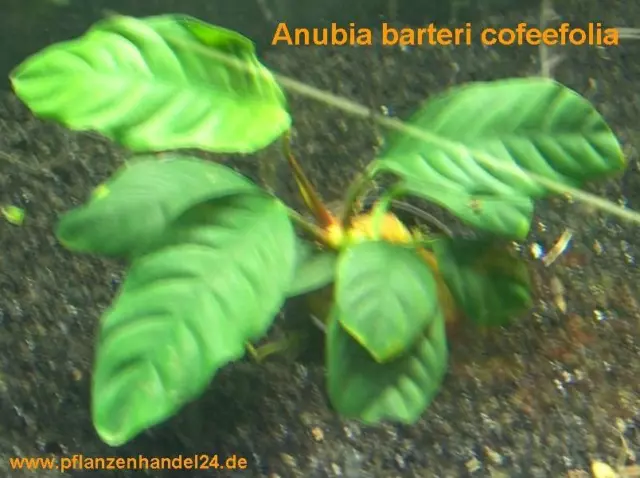 1 Topf Anubias barteri coffeefolia, Speerblatt, Aufsitzerpflanzen