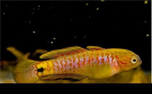 Peacock Gudgeon
