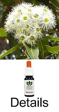 GOMA DE CINTA Australian Flower Essences flores de arbustos australianos