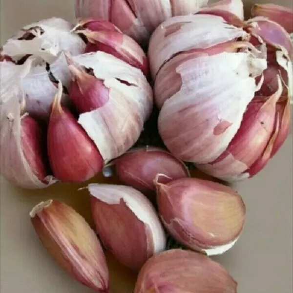 Liveseeds -'Early Purple' Strong Flavoured UK Garlic Seeds 36 Cloves New Season