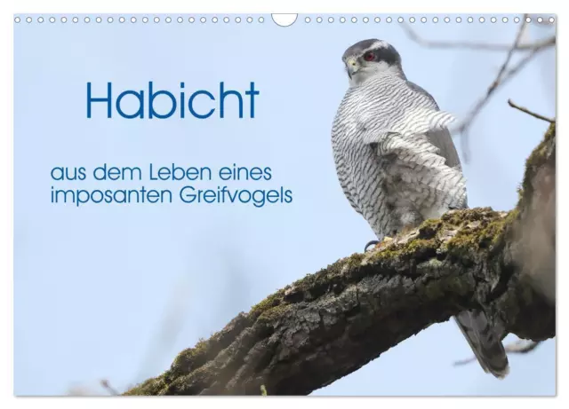 Habicht - aus dem Leben eines imposanten Greifvogels (Wandkalender 2024 DIN...