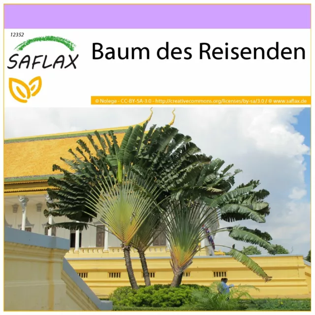 SAFLAX  - Baum des Reisenden - Ravenala - 8 Samen