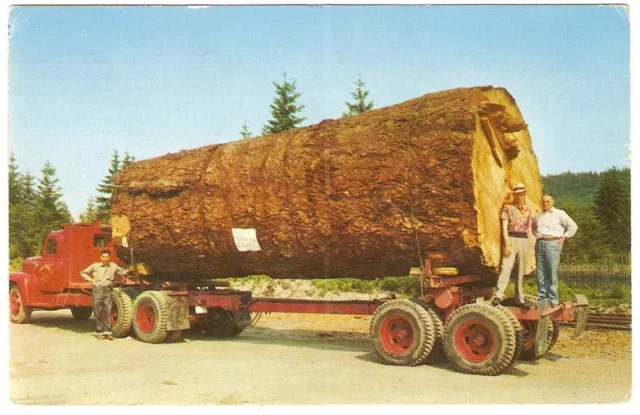 1950s LOGGING TRUCK Giant Fir Log HUGE TREE Semi Tractor Trailer 1958 Seattle WA