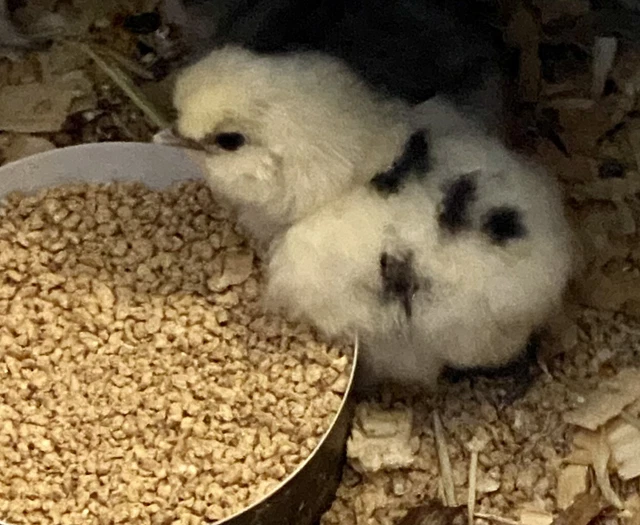 6 PAINT SILKIE Chicken Hatching Eggs From Show Quality Stock READ