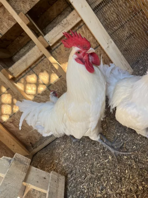 12+ American Bresse Hatching Eggs