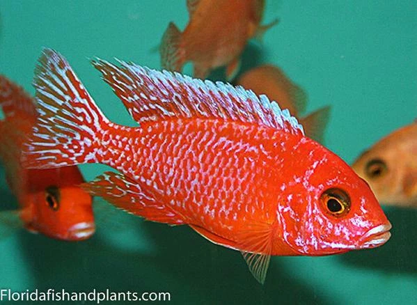 Dragon's blood Peacock, Aulonocara sp. (Fire) Cichlid, Guaranteed