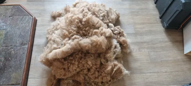 Rockleigh Alpacas - Alpaca Fleece - Fawn - Mars - 1200g