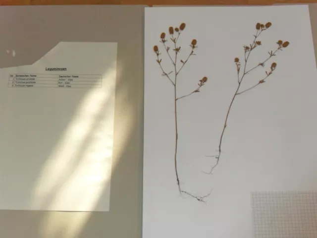 Herbarium mit 3 Leguminosen