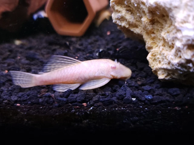 Albino bristlenose pleco short fin 1 inch 10 Pack!!!