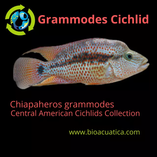 GRAMMODES CICHLID 1.75 TO 2 INCHES UNSEXED (Chiapaheros grammodes)