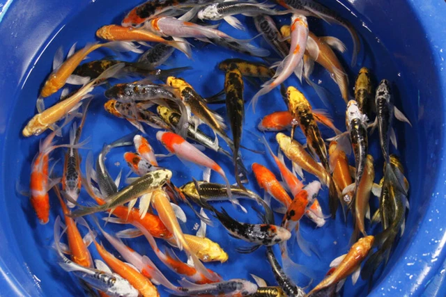 2- 4 inch Live Koi fish for tank, koi pond or aquarium Assorted Butterfly Fin