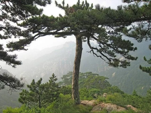 Manchurian Red Pine - Chinese Red Pine - Pinus tabuliformis - 10+ seeds - W 177