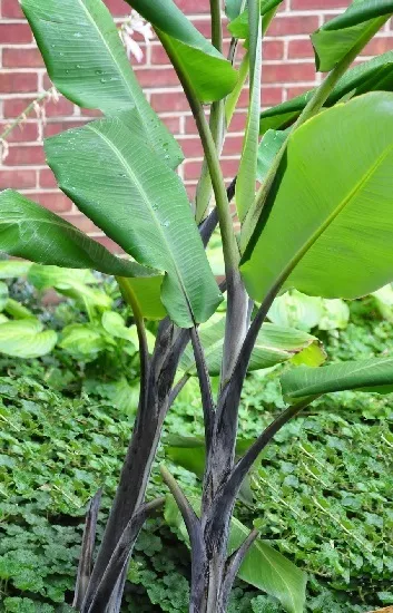 schwarze Banane Pflanze winterharte essbare Bananansorten für den Garten draußen