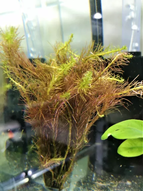 Rotala Wallichii - Plante Aquatique - Plante Aquarium