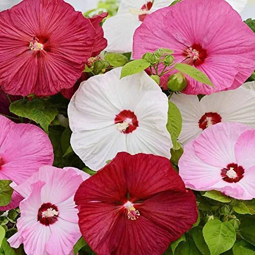 YEGAOL Garden 25Pcs Mixed Luna Hibiscus Moscheutos Seeds Hardy Hibiscus Herba...