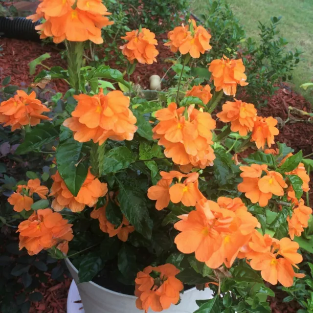 Crossandra infundibuliformis - Orange marmalade, firecracker flower - 5 Seeds
