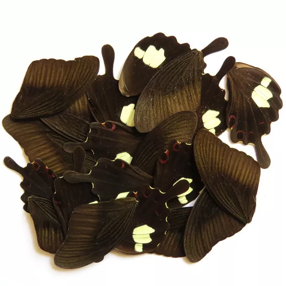 GIFT 20 pcs REAL BUTTERFLY wing material  DIY artwork jewelry  #50