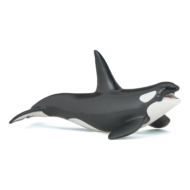 La Balena Killer, Orcinus Orca, è Una Balena Dentata Della Famiglia Di Delfini Spy Hopping E Riconoscibile Per Il Suo Modello Bianco E Nero Image470560482